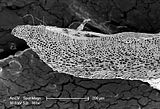 4 - Sezione longitudinale radiale  del margine del tallo